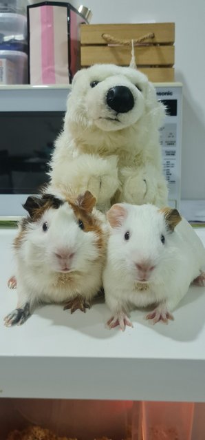 Arturito And Paquito - Guinea Pig Small & Furry