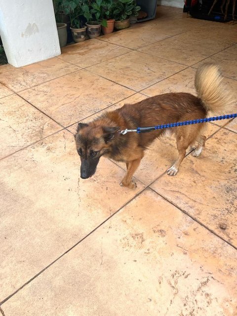 Lost Dog Looking For Owner Desa Parkcity - German Shepherd Dog Mix Dog