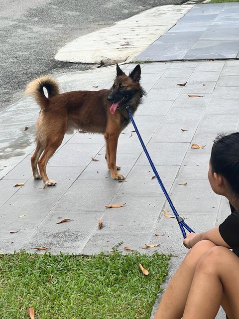 Lost Dog Looking For Owner Desa Parkcity - German Shepherd Dog Mix Dog