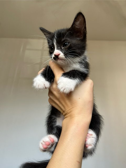 The Tiny 4 - Domestic Medium Hair + Domestic Long Hair Cat