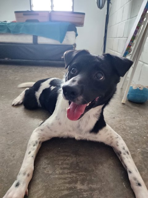 Tuffy Boy - Mixed Breed Dog