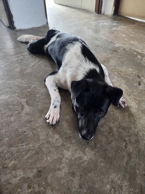 Tuffy Boy - Mixed Breed Dog