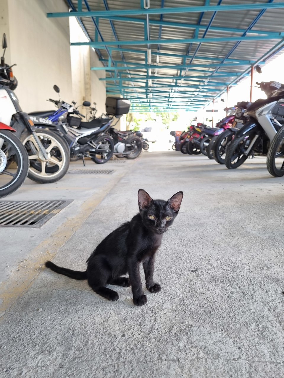 Blacky - Domestic Short Hair Cat