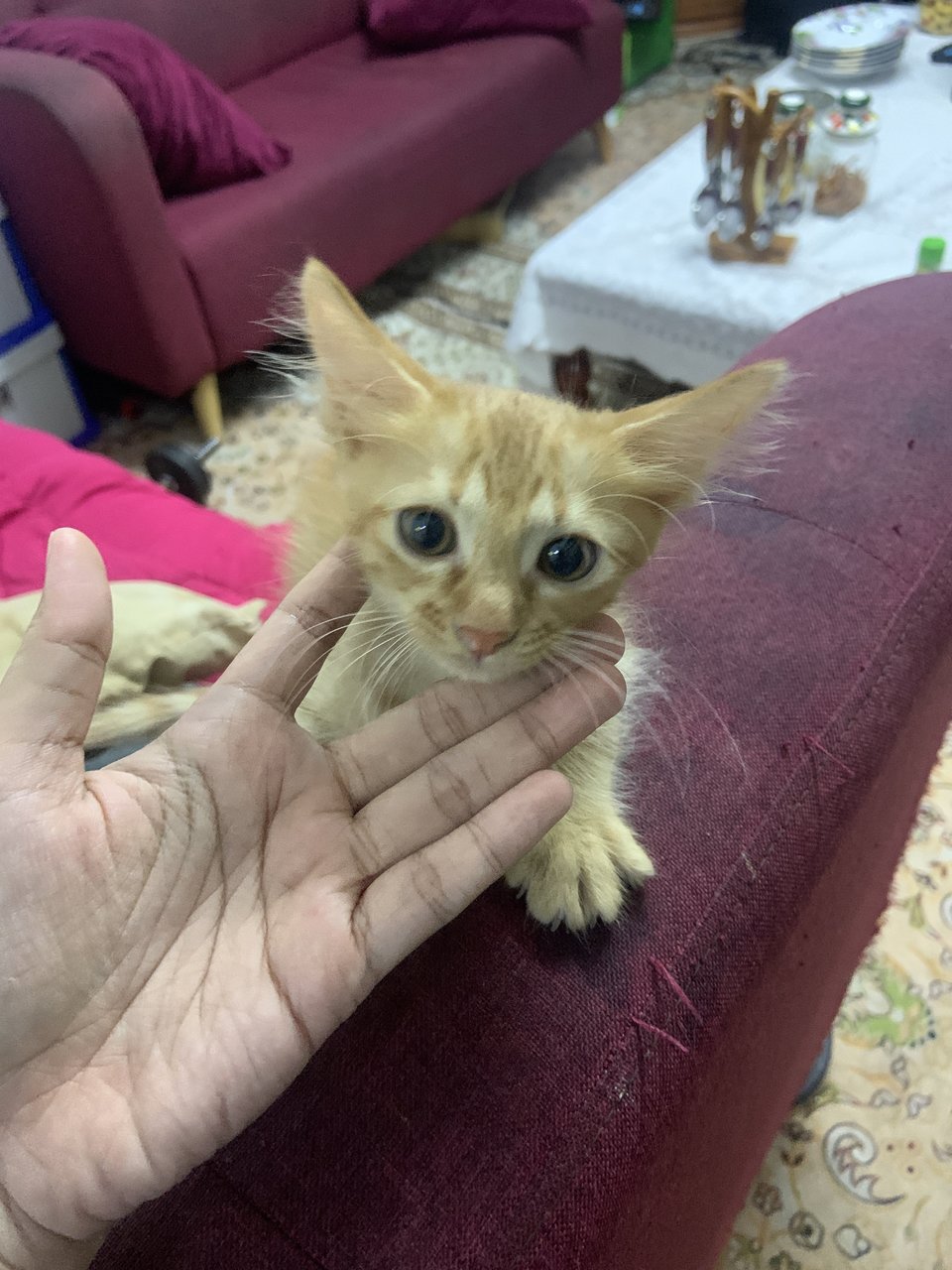 Oyen - Domestic Long Hair Cat