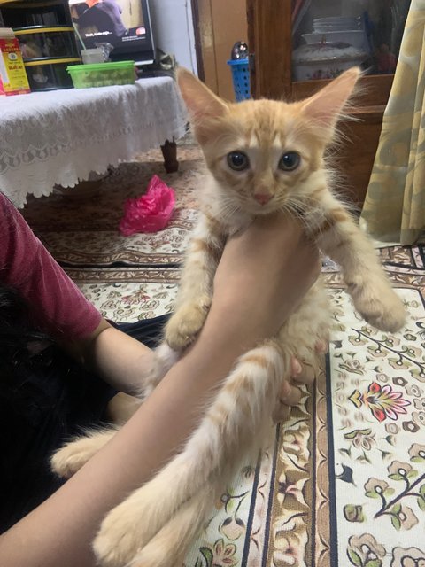 Oyen - Domestic Long Hair Cat