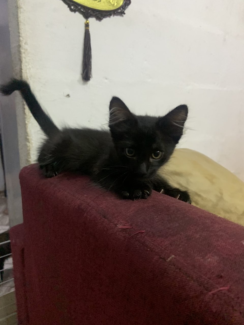 Black - Domestic Long Hair Cat