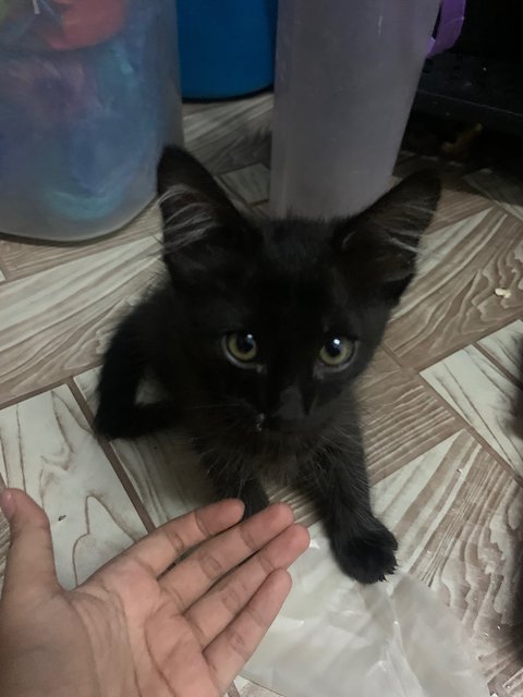 Black - Domestic Long Hair Cat