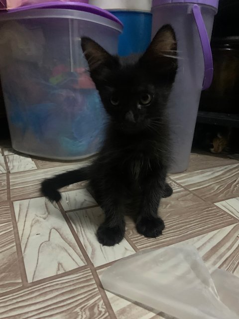 Black - Domestic Long Hair Cat