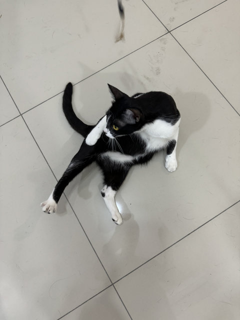 Cheese - Tuxedo Cat