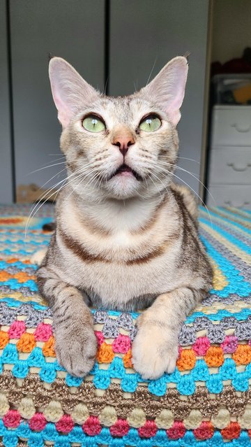 Snowy The Exotic Torbie - Domestic Short Hair Cat