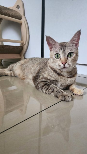 Snowy The Exotic Torbie - Domestic Short Hair Cat