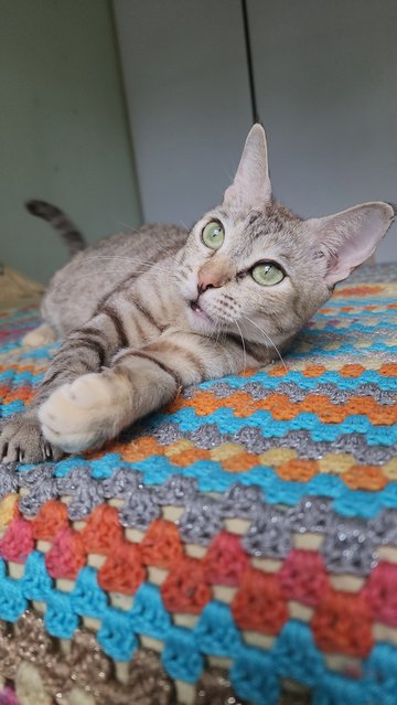 Snowy The Exotic Torbie - Domestic Short Hair Cat