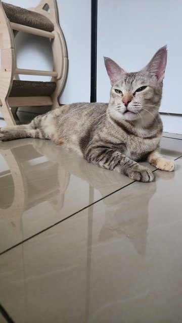 Snowy The Exotic Torbie - Domestic Short Hair Cat