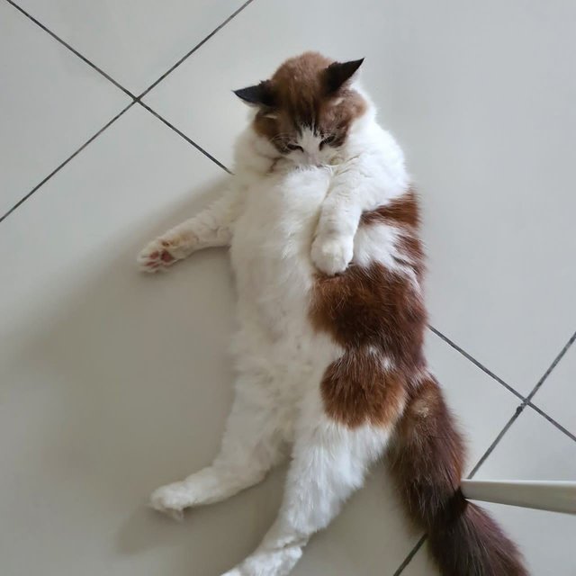 Miao - Domestic Long Hair Cat