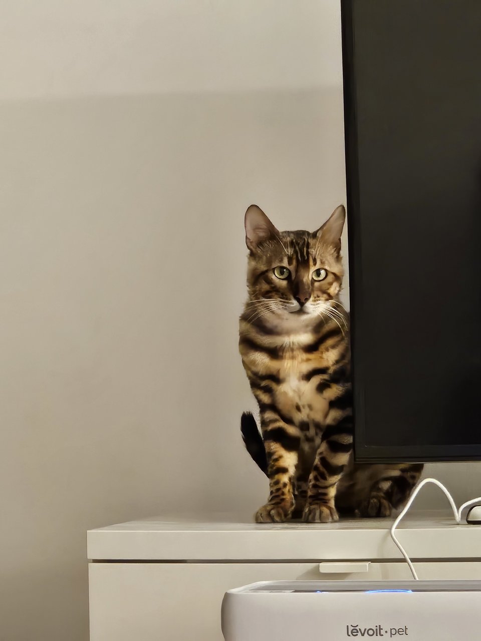 Bao - Bengal Cat