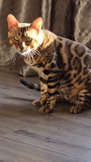 Bao - Bengal Cat