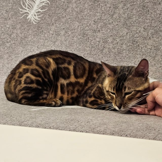 Bao - Bengal Cat