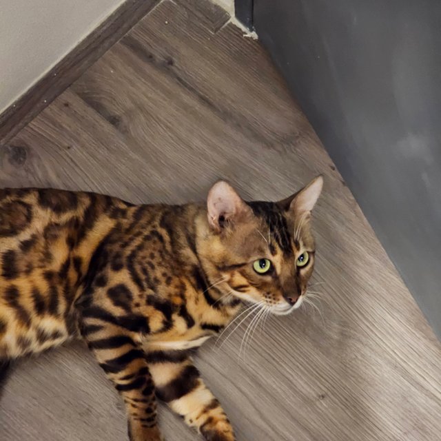 Bao - Bengal Cat