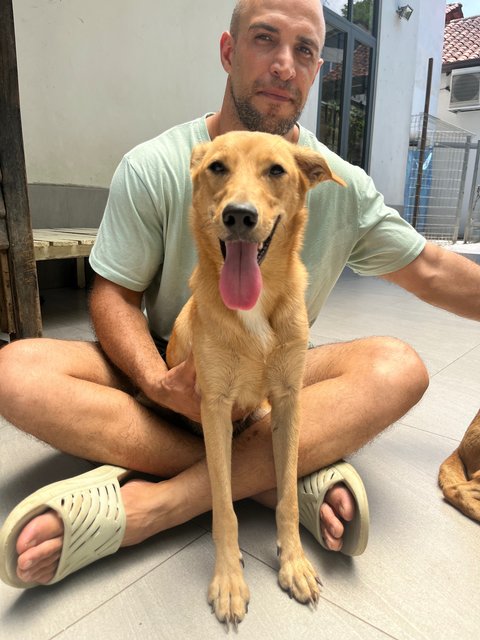 Bailey - Labrador Retriever + Jack Russell Terrier Dog