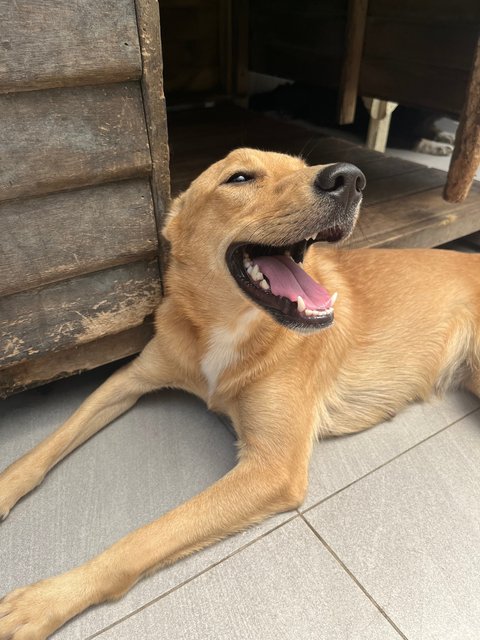 Bailey - Labrador Retriever + Jack Russell Terrier Dog