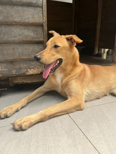 Bailey - Labrador Retriever + Jack Russell Terrier Dog