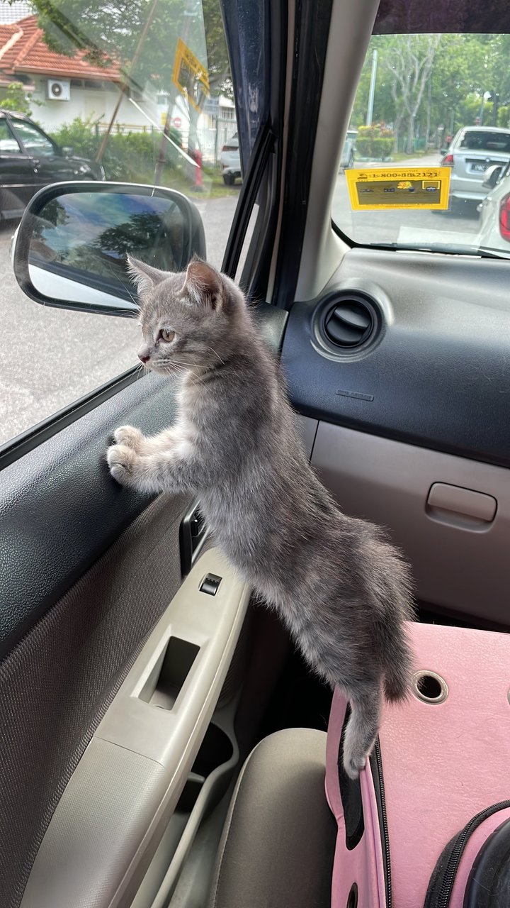 Mia - Domestic Long Hair + Norwegian Forest Cat Cat