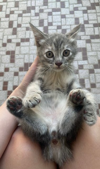 Mia - Domestic Long Hair + Norwegian Forest Cat Cat