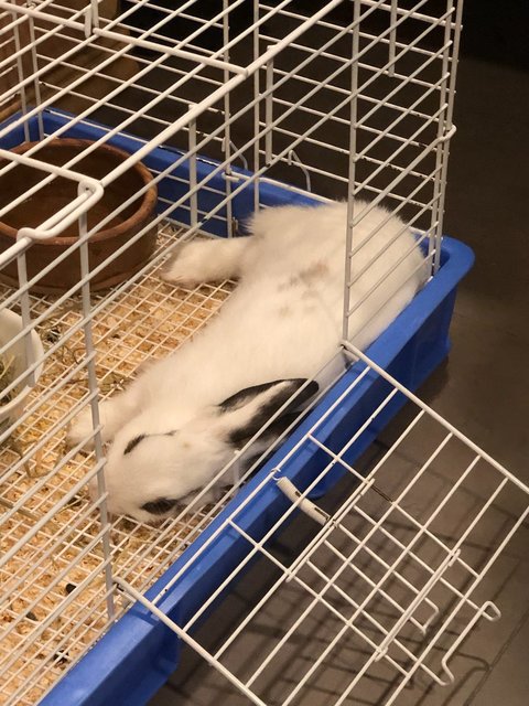 Snowy - English Spot Rabbit