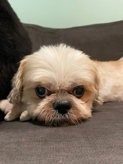 Thoress - Shih Tzu Dog