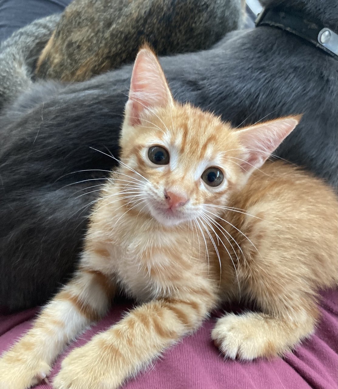 Chub Goh Mei  - Domestic Short Hair Cat