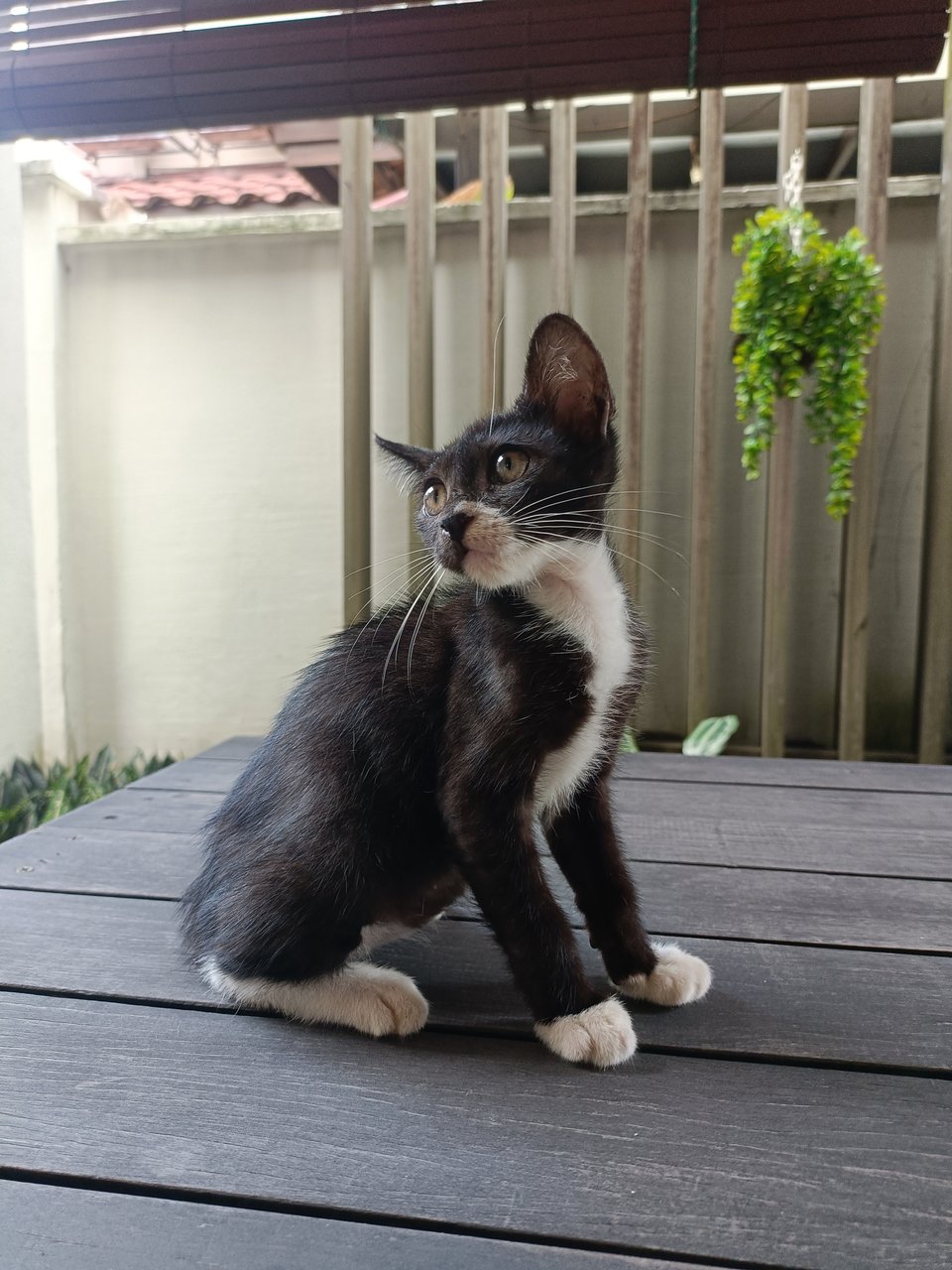 Adam And Steve - Tuxedo Cat