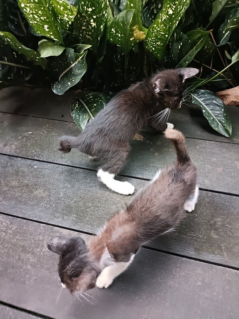 Adam And Steve - Tuxedo Cat