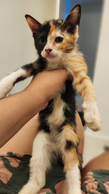 Two Face - Calico + Tortoiseshell Cat