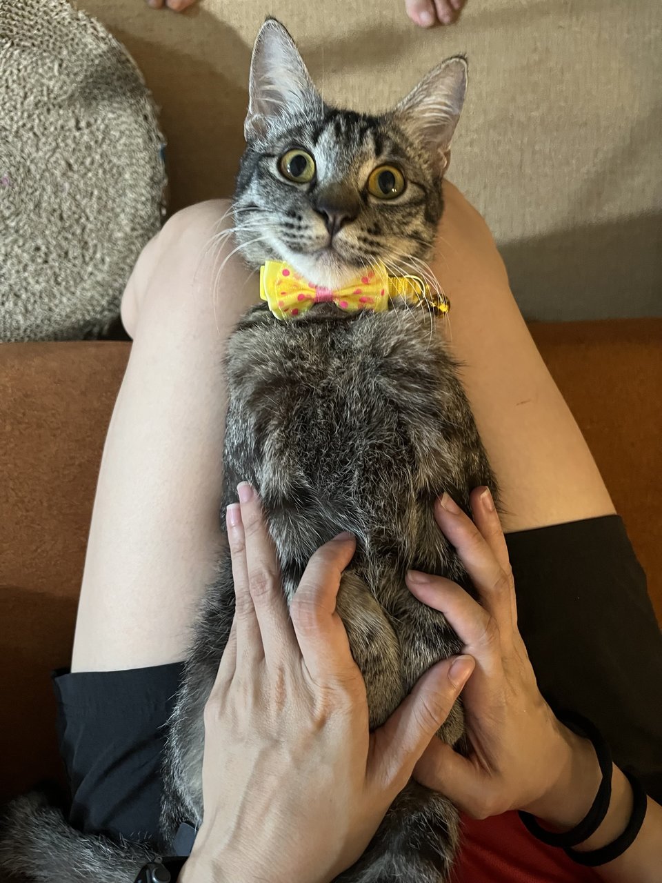 Sesame  - Domestic Short Hair Cat