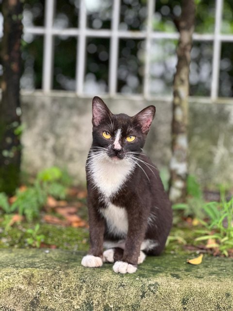 Selena The Sweet Tuxedo Girl - Domestic Short Hair Cat