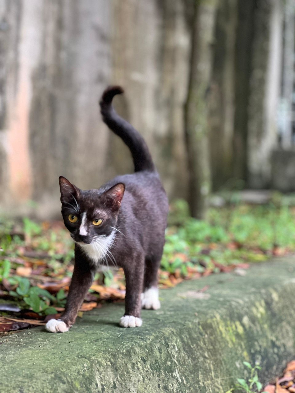 Selena The Sweet Tuxedo Girl - Domestic Short Hair Cat