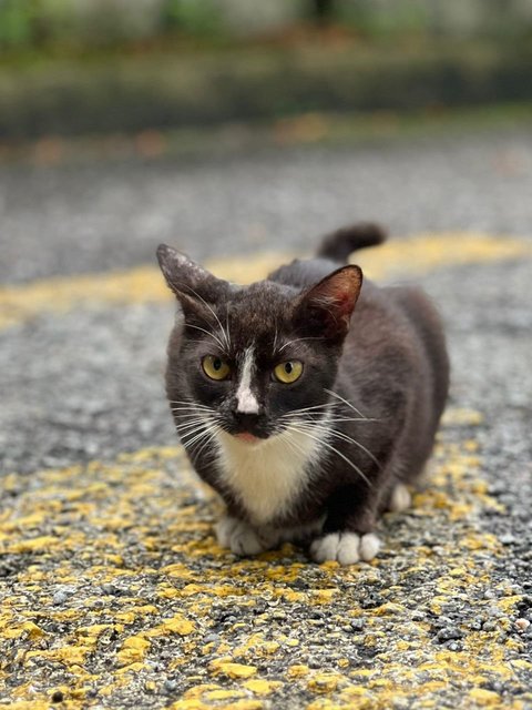 Selena The Sweet Tuxedo Girl - Domestic Short Hair Cat