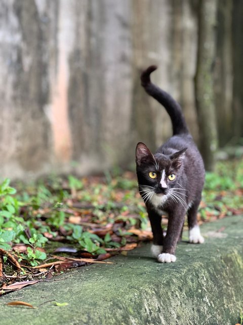 Selena The Sweet Tuxedo Girl - Domestic Short Hair Cat