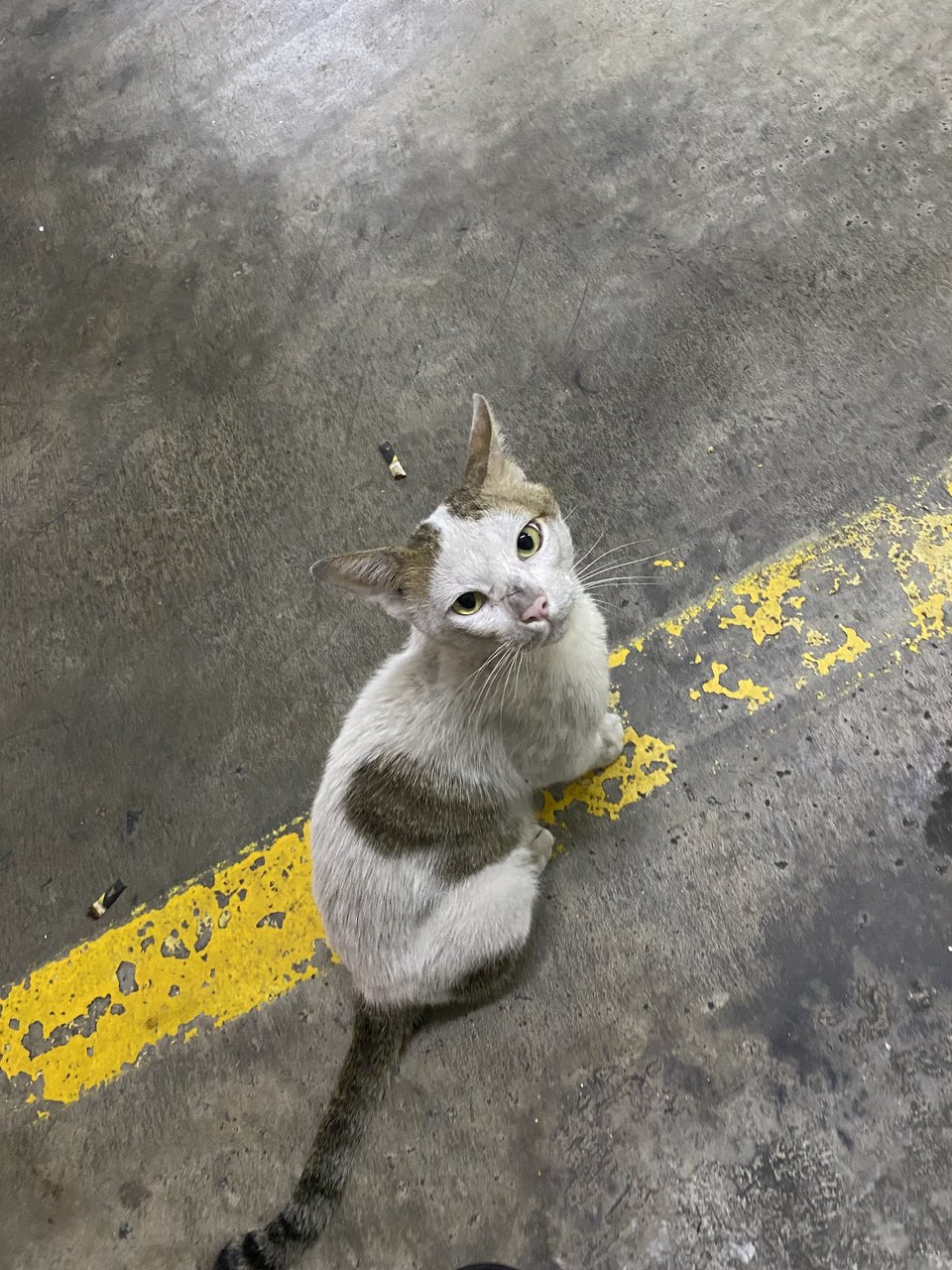 Cloud - Domestic Short Hair Cat