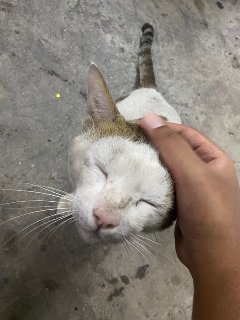 Cloud - Domestic Short Hair Cat