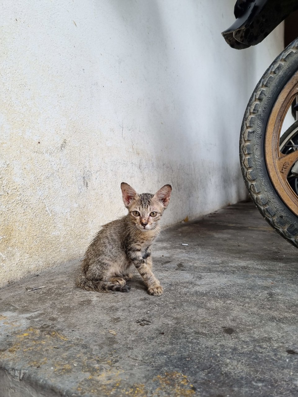 Ted - Tabby Cat