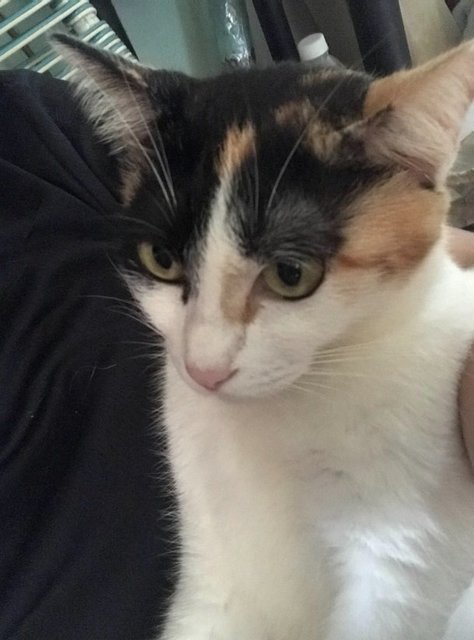 Found- Oreo (Sri Petaling) - Calico Cat