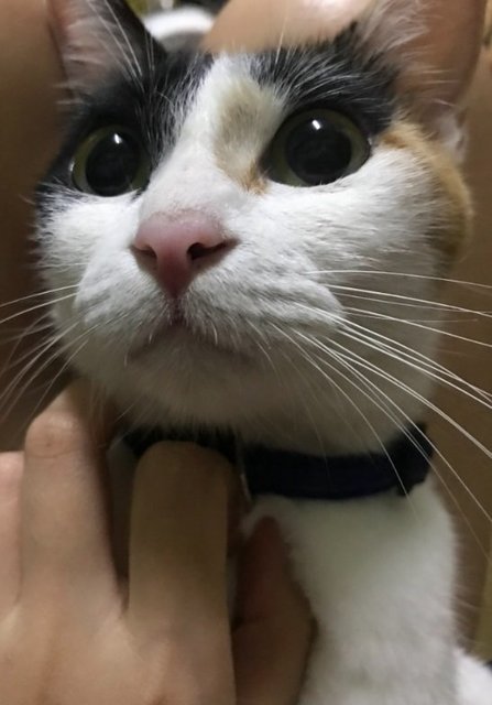 Found- Oreo (Sri Petaling) - Calico Cat