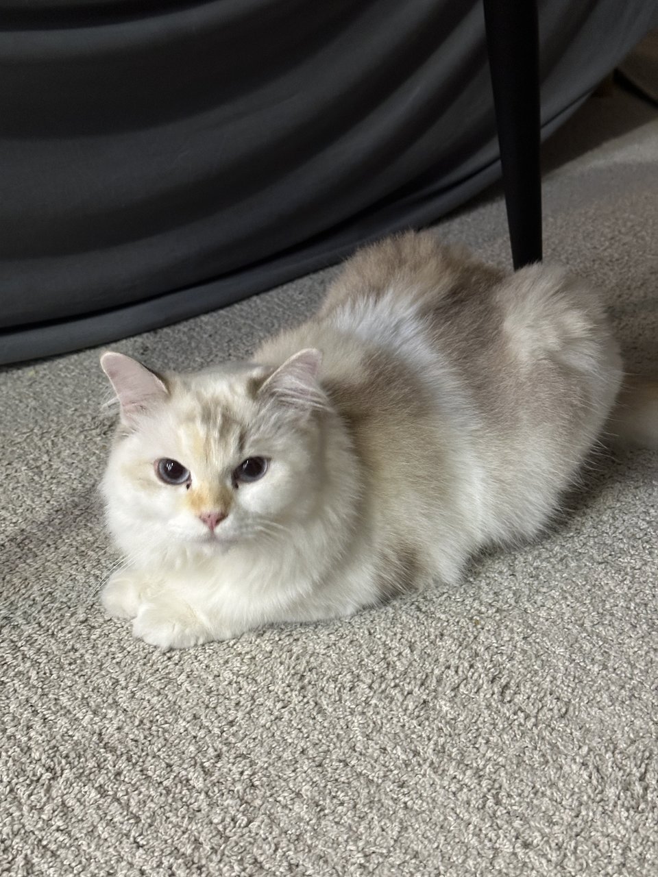 Olive  - Domestic Medium Hair + Domestic Short Hair Cat