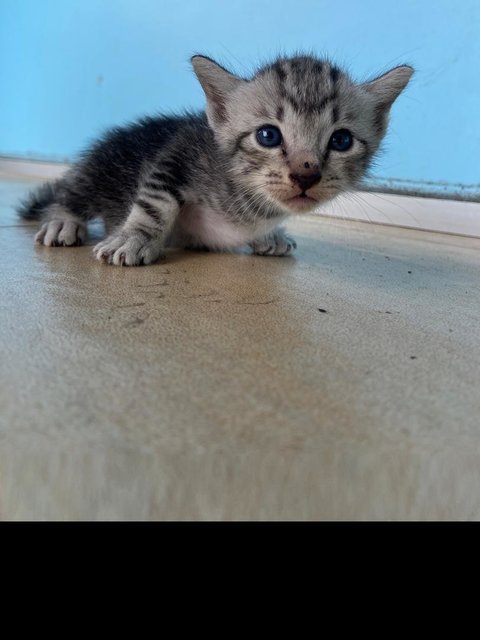 Pecan - Domestic Medium Hair Cat