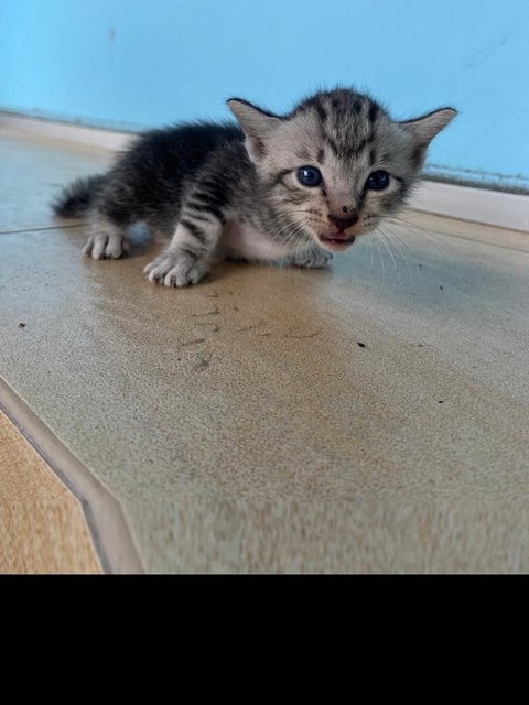 Pecan - Domestic Medium Hair Cat