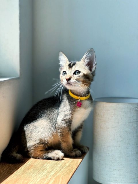 Tinker Bell - Domestic Short Hair Cat