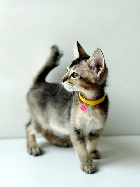 Tinker Bell - Domestic Short Hair Cat