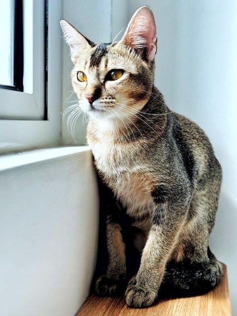 Tinker Bell - Domestic Short Hair Cat