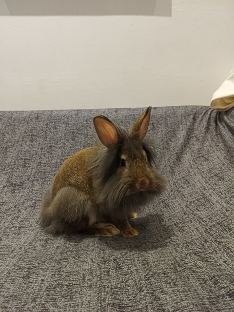 Mozzarella  - Lionhead + Netherland Dwarf Rabbit